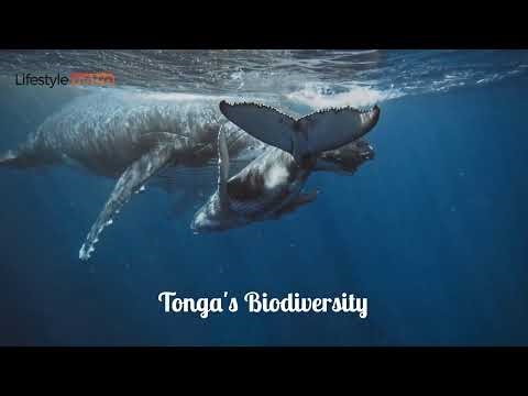 20 Best Places to Visit in Tonga - Travel Video and Guide