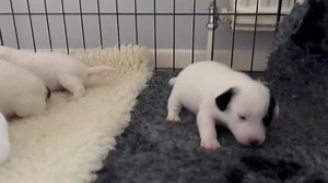 Hope & her babies Are doing really well, 2 weeks & 1 day old today, We are not taking adoption Application’s yet, Please leave the phone lines For emergencies only, When the pups are fit & healthy We open application’s not before 8 Week’s, Thank you all for understanding & kind messages & support 🙏 | Jack Russell Terrier Rescue UK