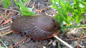Warm weather boosts slug numbers