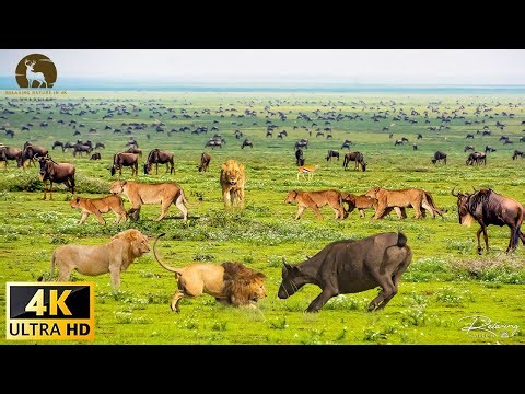 African Wildlife in 4K 🦓 | Nairobi National Park, Kenya – Cinematic Nature Film
