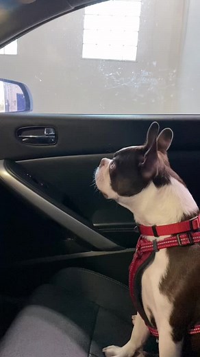 Brody's First Car Wash Adventure with Zoomies Car Wash