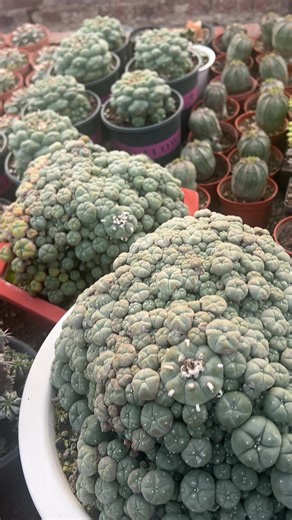 20-Year-Old Multi-Headed Peyote Cactus
