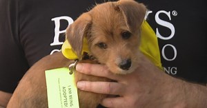 PAWS Chicago hosts 9th annual Angels with Tails adoption event