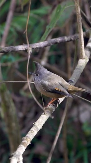 Stripe-throated Yuhina: The Tiny Forest Acrobat 🐦