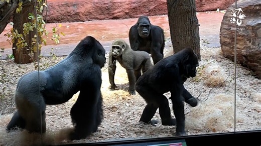 Velká gorilí rodina v Zoo Praha je pohromadě - iDNES.tv
