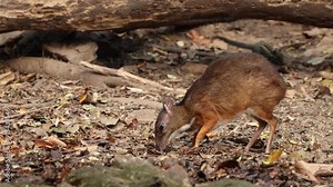 The Lesser Mouse Deer or Lesser Oriental Chevrotain (Tragulus kanchil) is a tiny, delicate mammal with slender legs, a rounded body, and a pointed face.