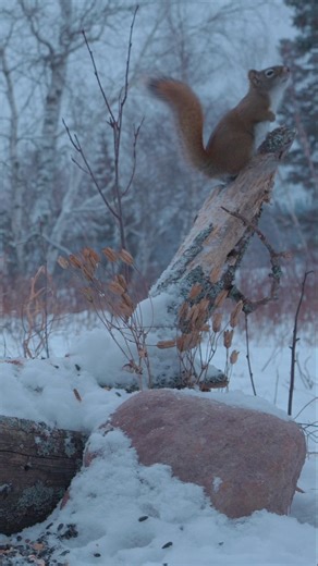 Squirrel vs Blue Jay #cattv #dogtv #pettv