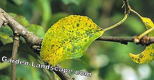 Plants: New Disease On Apple Trees - My Beautiful Garden | 2025