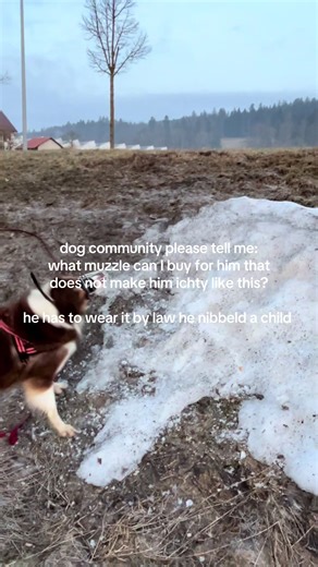 Seeking Muzzle Recommendations for My Dog