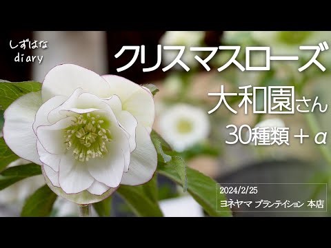 クリスマスローズ30種類＋α by 大和園 さんほか ＠ ヨネヤマプランテイション 本店（横浜）Rare Christmas Rose Varieties Revealed!