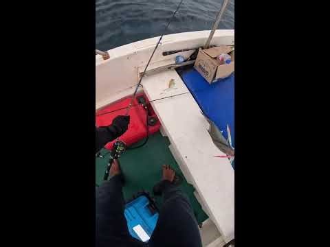 The Sound That Finally Makes You Sleep — Rainforest Night ASMR