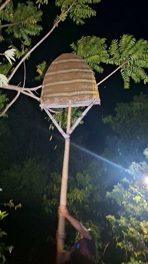 different types of birds #viral #fyp #animals | Ali Joss