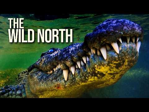 Australia’s Wild Northeast | Queensland Wildlife 4K Documentary