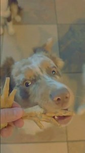 Three Mini Aussie Bros love chicken feet snacks!