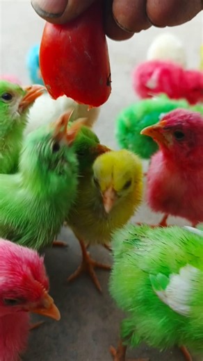 Nature's Gift! Most Beautiful Colorful Chicks | Murgi k chote chote chuja | chicken sounds #shorts
