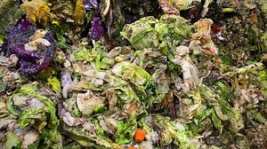 How to reduce food waste and save money with five easy tips and tricks from Alice Zaslavsky