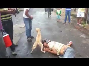 L'amour d'un chien pour son maître