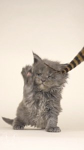 31K views · 2.2K reactions | Cuteness overload - Episode 2 #mainecoon #kitten #felisgallery #robertsijka | Felis Gallery by Robert Sijka | Facebook