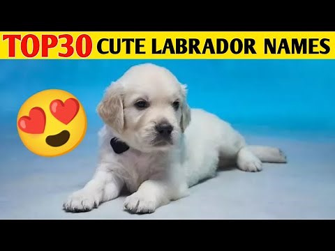 Top 30 Labrador cute dog names 2024 : unique dog names