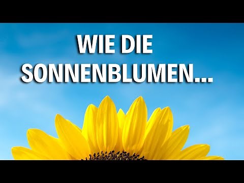 Wie die Sonnenblumen - Wunderschönes lied über den glauben | Pater Manuel