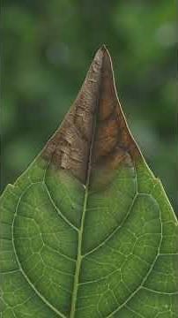 Why Your Plant's Leaf Tips Turn Brown #plants #indoorplants #plantlife #plantcare #houseplants