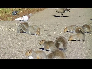 Squirrels For Cats and Dogs to Watch, 3 Hour HD Video For Cats and Dogs !