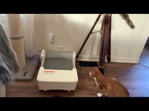Our Experience with Meowant Automatic Litter Box— Honest Review & Feedback X1992