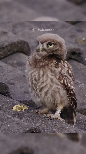 Owl Dancing on Terrace #owl #bird #terrace #funny #dance #dancingbird #nature #wildlife #sit HA33446 | HAWI Studios