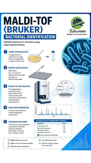 How to identify a bacteria by MALDI ToF MS | Biodotcom | #malditof #bruker #maldi