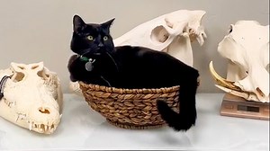 He might sound spooky, but he's quite derpy and enjoys sniffing fish bones. | Cheezburger