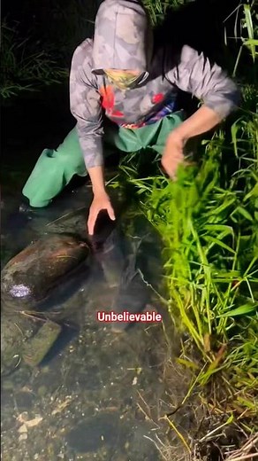 Shocking Moment 20KG Carp Pulled from Shallow Water #fish #viral #fishing