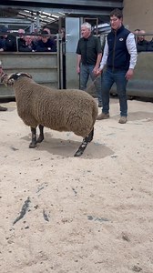 Ballymena south shearlings 5000gns S Kerr to Joe Dickson | Blackface Sheep Breeders' Association