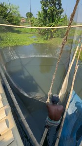 211K views · 1.2K reactions | Traditional Lift Net Fishing in Village | Fishing & Village Tradition | Facebook