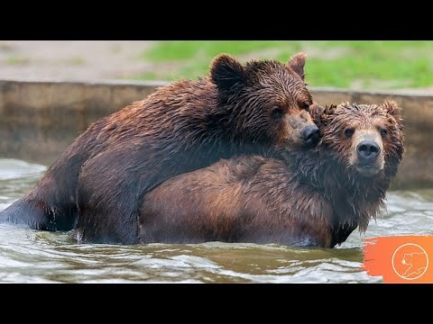 Bear Mating | All about bear reproduction