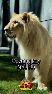 Adventure awaits as our 15th season quickly approaches! 🦁 We cannot wait to share with you new improvements and old friends this spring 🌺 | The Wild Animal Park