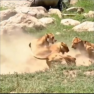 Amazing Animals World | Colombia Paradise