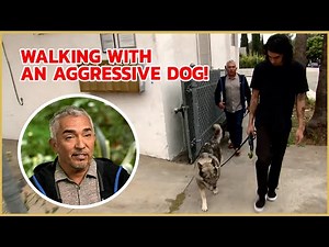 How to build trust with an aggressive dog! | Cesar 911