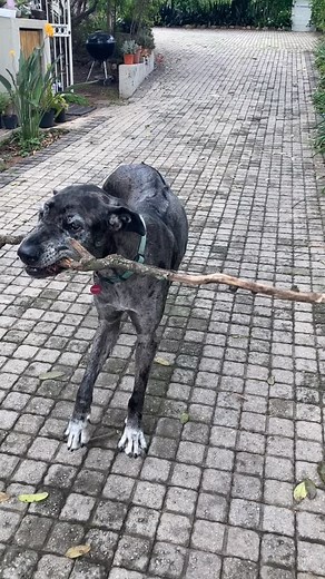 Has to have the longest stick! #dogs #thunderboy #sticks #greatdane #ridgeback #bestdogtoy | Nicholas Els