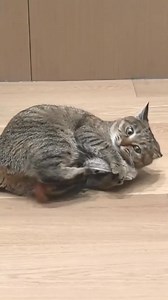 🐾 Keep Your Cat Entertained for Hours! Introducing the Motion-Activated Mouse Toy—mimics real mouse movements and sounds. Easy to use and perfect for indoor play. 👉 Shop now and delight your feline friend! | CalmlyPaws