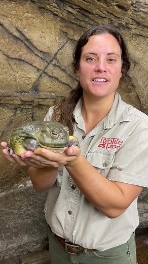 Discover the Giant African Bullfrog | Amazing Amphibians