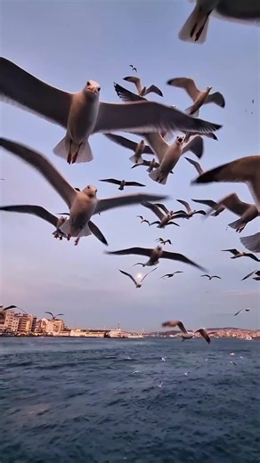 Discover the Vibrant Life in Istanbul, Turkey