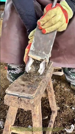 How Horses Get Their Hooves Trimmed by Hand #farming