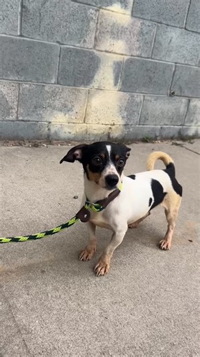 Associated Humane Soc.-Newark on Instagram: "🐾 Peanut is a 5-year-old Jack Russell Terrier/Chihuahua mix weighing under 10 lbs — the perfect little lapdog! This fun, happy boy can’t wait to spend his days curled up with you and making memories together. His whole future is waiting… could it be with you? ❤️ Potential for dogs or kids 🐾 Meet Peanut at AHS Newark, NJ animal shelter 📍 Link in bio to adopt! Peanut ID# 41130"