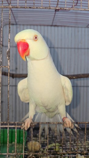 Talking Parrot White Parrot Cute #fantasticparrot #parrot