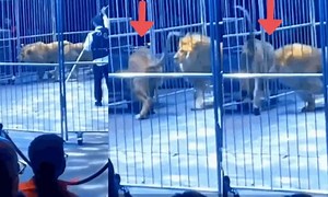 2 singa sarkas terlepas kandang ketika persembahan [VIDEO] -