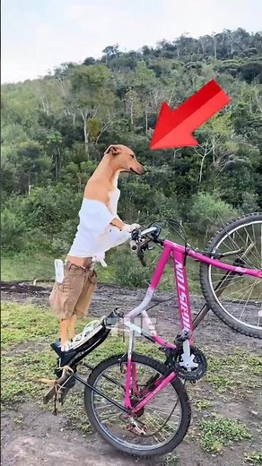 Top 5 Animals That Act Like Humans 🤯