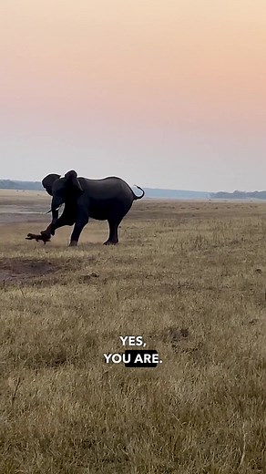 Ozzy Man Reviews: Safari Highlights and Wildlife Commentary