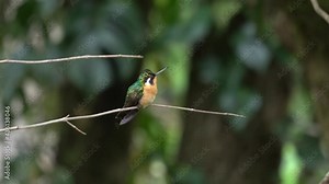 A cute bird: the Little Woodstar, colibri bourdon, colibrí abejorro, or estrellita chica (Chaetocercus bombus), a species of hummingbird in the family Trochilidae.
