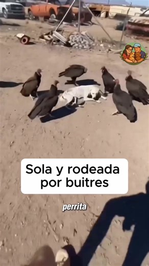 Ellos no tienen voz… pero sí necesitan ayuda 🐶💔 Muchos han sido abandonados y hoy dependen de personas como tú. Con un pequeño aporte puedes darles alimento, cuidado y una segunda oportunidad ❤️ #viral #help #parati