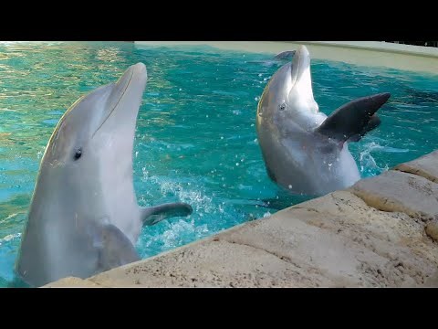 Dolphins Up-Close Tour (ft. Bree and Ember) - SeaWorld Orlando - January 4, 2022